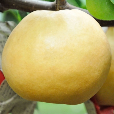 和梨 にっこり 約3kg 令和7年度 にっこり梨 贈答用 [三条果樹専門家集団] 【010S868】