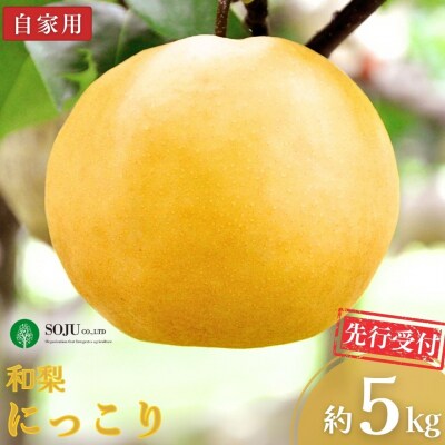先行受付 和梨 にっこり 自家用 約5kg 令和8年度 にっこり梨 三条市産 【010S869】