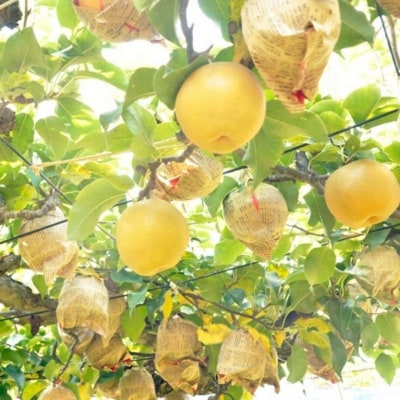 和梨 にっこり 自家用 約5kg 令和7年度 にっこり梨  [三条果樹専門家集団]【010S869】