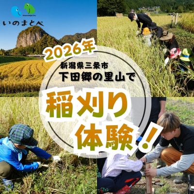 稲刈り体験 2026年 新潟県三条市 下田郷の里山で米づくり体験!【037S059】