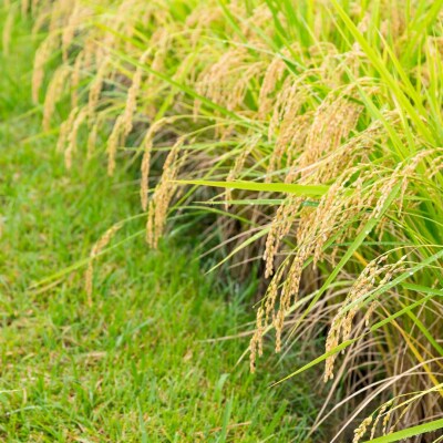 特別栽培米 コシヒカリ 玄米 10kg 新潟県産米 令和7年産 【022S093】