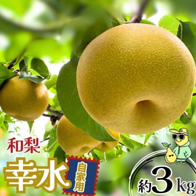 幸水 自家用 約3kg 令和8年度 冷蔵 新潟フルーツ [三条ファームWIN] 【010S923】
