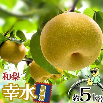 幸水 自家用 約5kg 令和8年度 冷蔵 新潟フルーツ [三条ファームWIN] 【011S360】