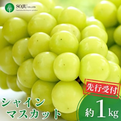 先行受付 シャインマスカット 約1kg(2～3房) 令和8年度 新潟県 三条市産 【010S946】