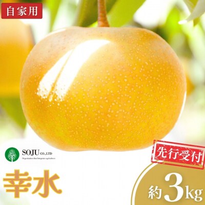 先行受付 和梨 幸水 自家用 約3kg 令和8年度 新潟県 三条市産 梨 【010S962】