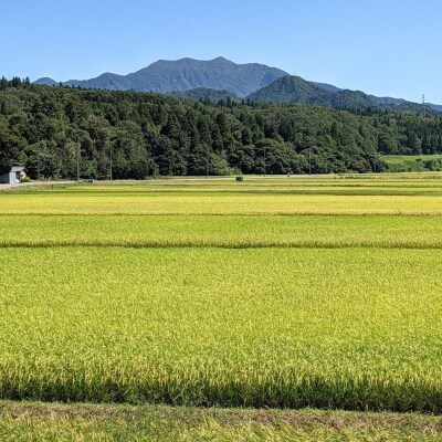新潟県 三条市 しただ産「なつひめ」 5kg 白米 新米 令和8年 新品種 【010S897】