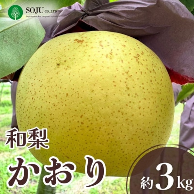 和梨 かおり 約3kg 令和8年度 日本梨 新潟県 三条市産[三条果樹専門家集団]【010S969】