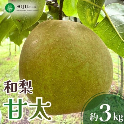 和梨 甘太 約3kg 令和8年度 かんた 日本梨 [三条果樹専門家集団]【010S968】