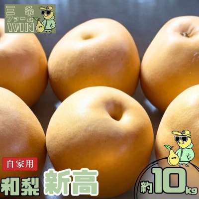 和梨 新高 自家用 約10kg 令和8年度 [三条ファームWIN] 【020S149】