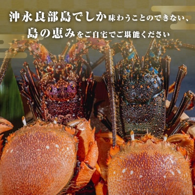 沖永良部島直送!素潜り漁師オススメの伊勢海老2キロ(2～6匹)とアサヒガニ2キロ(4～8杯)セット