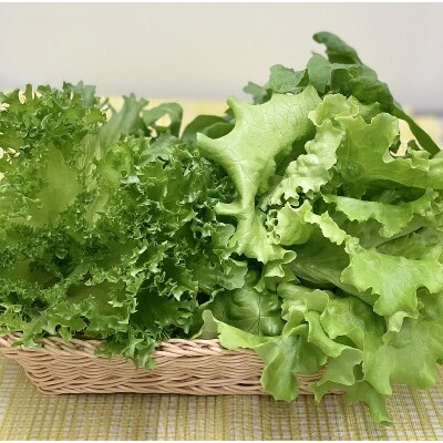 クリーンルーム内で育てたレタス2種類 計6株 セット 3ヵ月定期便 503 お礼品詳細 ふるさと納税なら さとふる