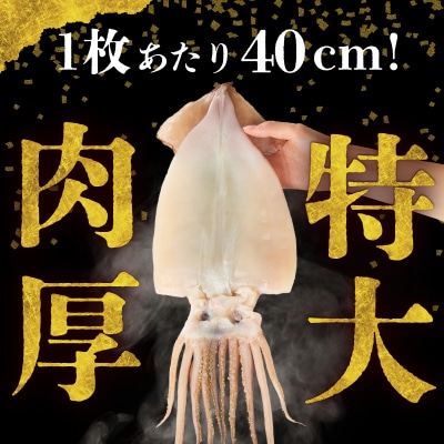 函館産 特大真いか 一夜干し(2枚)_HD010-024