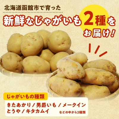 北海道函館産【訳あり】じゃがいも福袋 20kg 詰_HD206-003