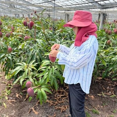 ≪2025年発送≫ 護佐丸マンゴー　4～5個入り(約2kg)