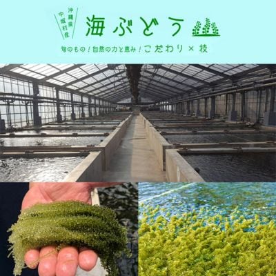 【2025年4月中旬以降発送予定】海ぶどう(500g×3個セット)タレ付き　中城村産海ぶどう