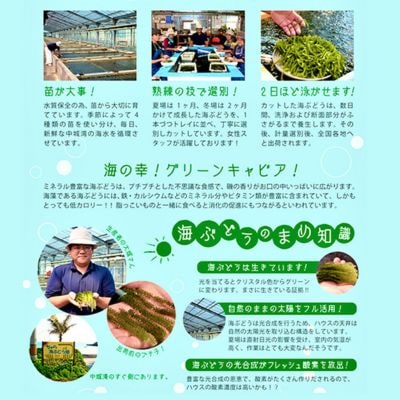【2025年4月中旬以降発送予定】海ぶどう(500g×3個セット)タレ付き　中城村産海ぶどう