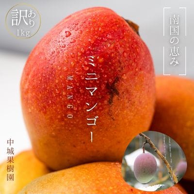 【2025年発送】中城果樹園ミニマンゴー【訳あり】 約1kg(10～20個入)