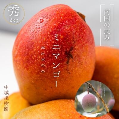 【2025年発送】中城果樹園ミニマンゴー秀品 約2kg(15～30個入)