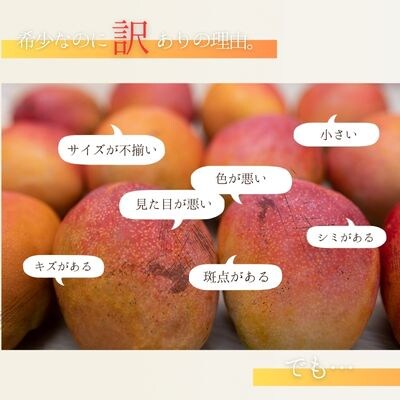 【2025年発送】中城果樹園ミニマンゴー秀品 約2kg(15～30個入)