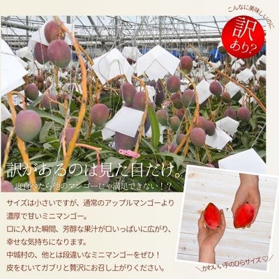 【2025年発送】中城果樹園ミニマンゴー秀品 約2kg(15～30個入)