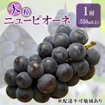 ニューピオーネ 1房 550g以上 岡山県赤磐市産 2025年[NO5765-0459]