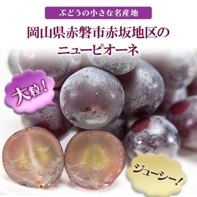 ニューピオーネ 1房 550g以上 岡山県赤磐市産 2025年[NO5765-0459]