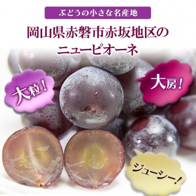 ニューピオーネ 大粒 大房 1房 650g以上 岡山県赤磐市産 2025年[NO5765-0460]