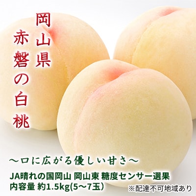 桃 赤磐の 白桃 約1.5kg 5～7玉 糖度センサー選果  2025年[NO5765-0473]