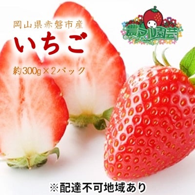 いちご 2026年 先行受付  約300g×2パック 当日収穫発送! [NO5765-0546]
