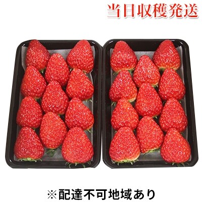 いちご 2026年 先行受付  約300g×2パック 当日収穫発送! [NO5765-0546]