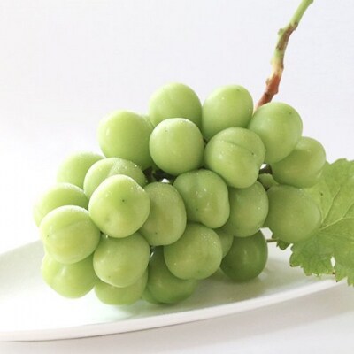 シャインマスカット 晴王  2房 1房550g以上 ぶどう 2026年[NO5765-0532]