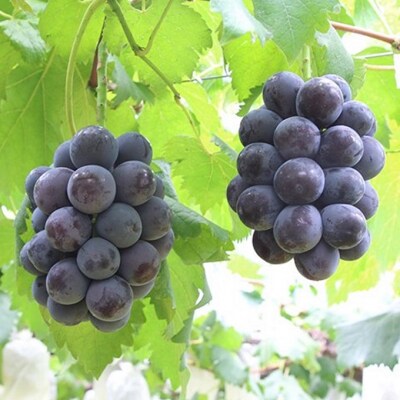 白桃 5玉 約1.5kg ニュー ピオーネ 1房  550g 2026年[NO5765-0530]