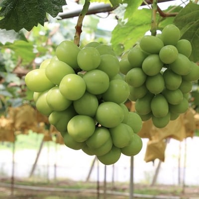 白桃 3玉 約900g シャインマスカット 1房 550g以上 2026年[NO5765-0533]