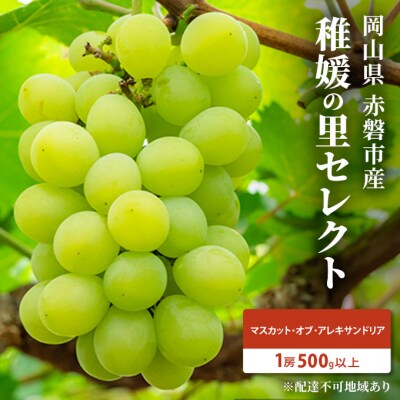 ぶどう マスカット・オブ・アレキサンドリア 1房 500g以上 2025年[NO5765-0634]