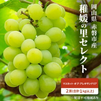 ぶどう マスカット・オブ・アレキサンドリア 2房 合計1kg以上[NO5765-0635] 