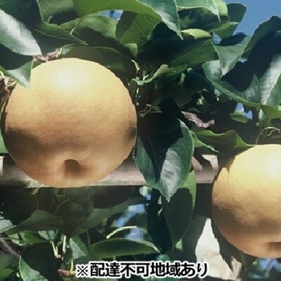 梨 早期受付 新高 梨 (にいたかなし)3～8玉 合計約2kg なし [NO5765-0314] 