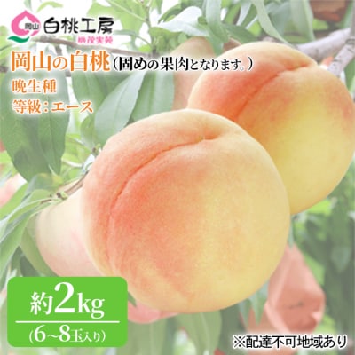 固めの 白桃 晩生種 2kg 6～8玉 もも 果物 岡山 2026年[NO5765-0660]