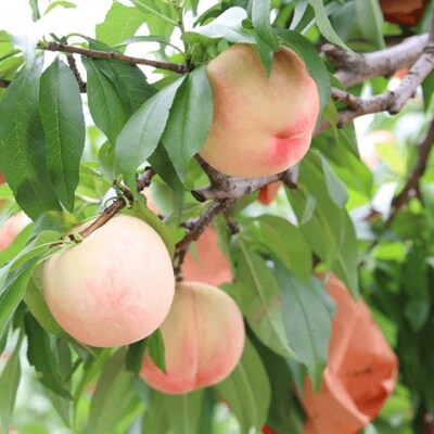 固めの 白桃 晩生種 2kg 6～8玉 もも 果物 岡山 2025年[NO5765-0660]
