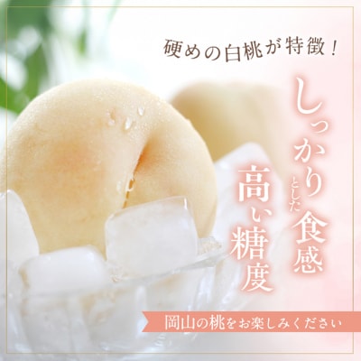 固めの 桃 晩生の旬の 白桃 約1.8kg 5～7玉 進物用 2026年[NO5765-0691]