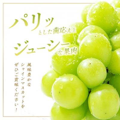 シャインマスカット 1房 約800g 贈答箱 ぶどう 葡萄 2026年[NO5765-0694]