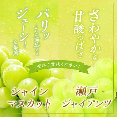 シャインマスカット 1房 瀬戸ジャイアンツ 1房 各約700g 贈答箱[NO5765-0695]