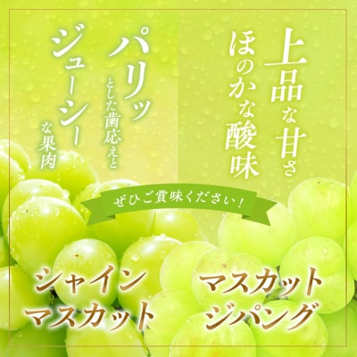 シャインマスカット 1房 マスカットジパング 1房 各約700g 贈答箱[NO5765-0696]