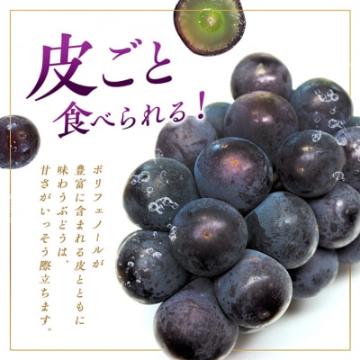 ぶどう オーロラブラック 2房 1房 500g～600g ご家庭用[NO5765-0698]
