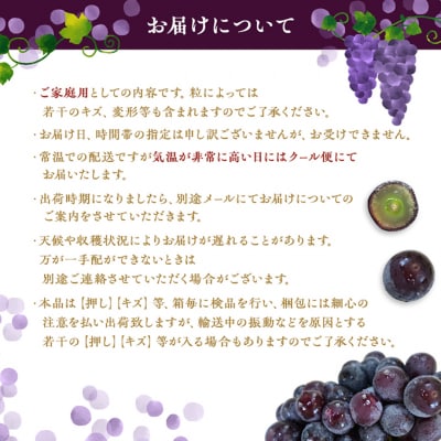 ぶどう オーロラブラック 2房 1房 500g～600g ご家庭用[NO5765-0698]