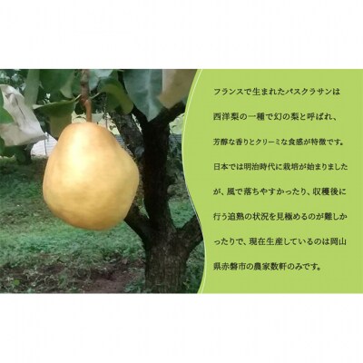 パスクラサン セット 西洋梨 果物 フルーツ ソース 調味料 [NO5765-0741]