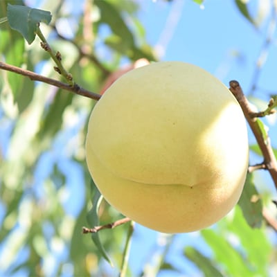 桃 白桃 冬美白 とうびはく 3玉 1玉約350g もも 2026年[NO5765-0831]