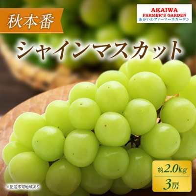 2025年 先行受付 シャインマスカット 約2.0kg 3房 秋本番[NO5765-0505]