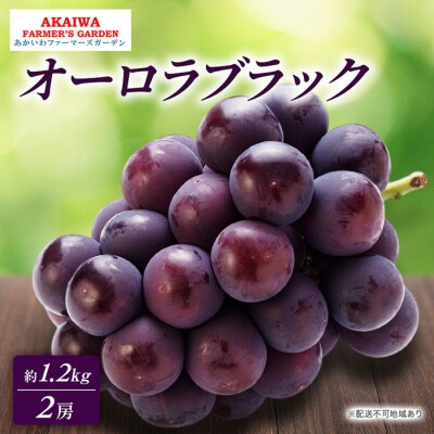 ぶどう 2025年 先行受付 オーロラブラック 約1.2kg 2房 葡萄 [NO5765-0509]