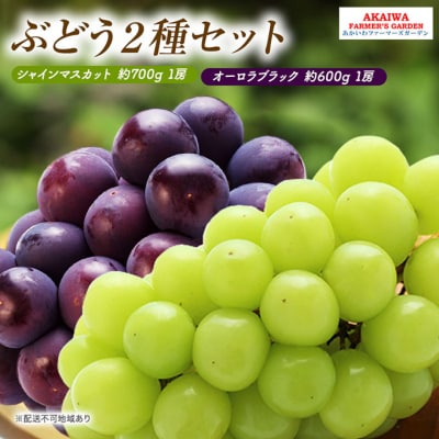 シャインマスカット 約700g 1房 オーロラブラック 約600g 1房 [NO5765-0515]