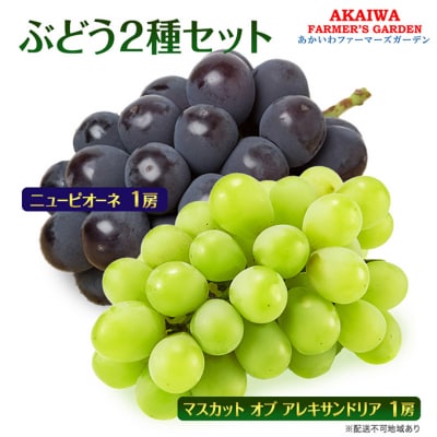 2025年 マスカットオブアレキサンドリア ニューピオーネ 各1房 [NO5765-0522]